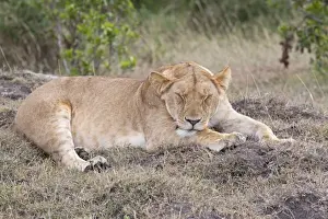 African Lioness - Sleeping - North Mara Reserve Kenya