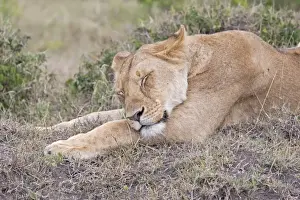 African Lioness - Sleeping - North Mara Reserve Kenya