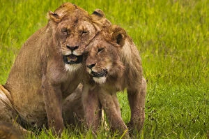 African lions, Ngorongoro Conservation Area