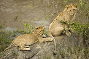 Images Dated 9th February 2010: African Lions PLAYING, Panthera leo, in