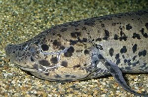 Images Dated 1st September 2010: African Lungfish