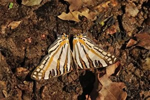 African Map / Mapwing Butterfly