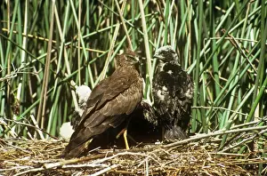 Harrier Prints: African Marsh Harrier - with chicks at nest