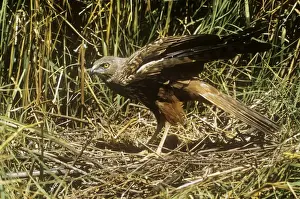 Harrier Prints: African Marsh Harrier - at nest