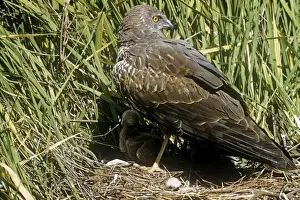 Harrier Prints: African Marsh Harrier - shielding chicks from sun at nest