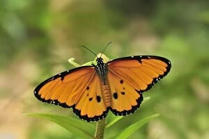 African monarch plain tiger butterfly