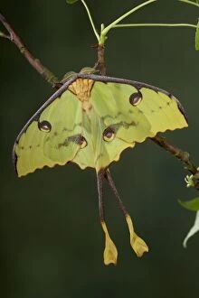 African Moon Moth - Male - Green form