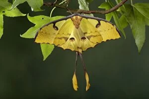 Argema Gallery: African Moon Moth - Male - yellow form