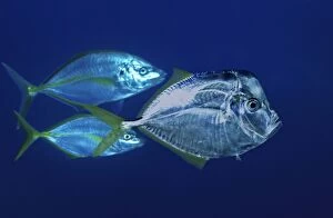 African Moonfish with two White Travally (Pseudocaranx