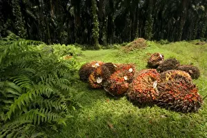 African oil palm plantation - already harvested oil palm fruits lay one the ground ready for the haul into an oil mill to produce the precious palm oil