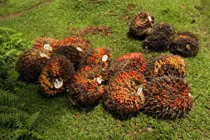 Damage Prints: African oil palm plantation - already harvested oil palm fruits lay one the ground ready for the haul into an oil mill