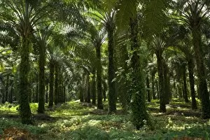 Images Dated 23rd October 2008: African oil palm plantation - industrially used palm oil plantation in a remote area in Sumatra