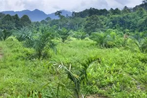 African oil palm plantation - another precious segment of tropical rainforest has been cut to change it into a palm oil