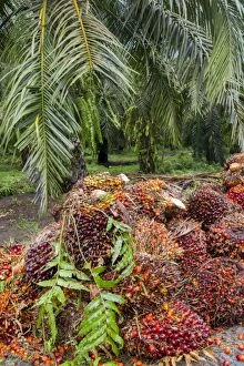 African Oil Palm Tree