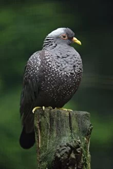 Images Dated 12th July 2007: African Olive Pigeon - sitting on post, Lower Saxony, Germany