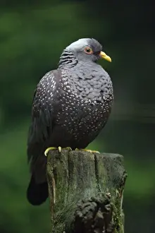African Olive Pigeon - sitting on post, Lower Saxony, Germany