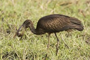 African Openbill or Openbilled Stork - Has caught