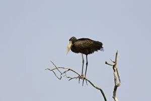African Openbill / Openbilled Stork - Immature