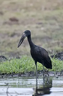 African Openbill / Openbilled Stork - standing in water - Chobe River - Botswana