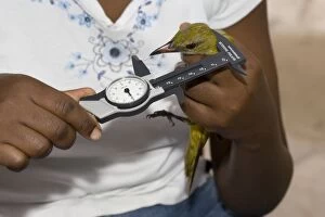 African ornithologist measuring bird caught in mist net