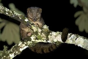 African Palm Civet - adult on a tree branch