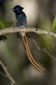 African Paradise Flycatcher, Terpsiphone
