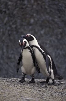 African Penguin - Two together