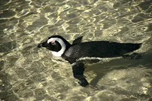 African Penguin - swimming