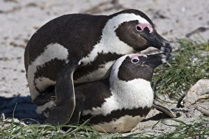African Penguins, formerly known as Jackass