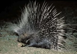 Images Dated 9th February 2011: African Porcupine - at night - South Luangwa National Park - Zambia