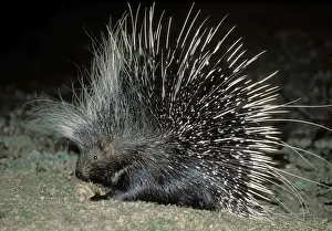 Hystrix Prints: African Porcupine - at night - South Luangwa National Park - Zambia