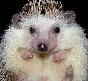 Images Dated 1st November 2008: African Pygmy Hedgehog - a domesticated form of the White-bellied Hedgehog