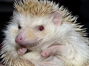 Images Dated 1st November 2008: African Pygmy Hedgehog - a domesticated form of the White-bellied Hedgehog - Blonde variety