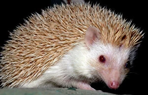 Images Dated 1st November 2008: African Pygmy Hedgehog - a domesticated form of the White-bellied Hedgehog - Blonde variety