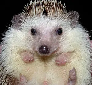 Underside Prints: African Pygmy Hedgehog - a domesticated form of the White-bellied Hedgehog