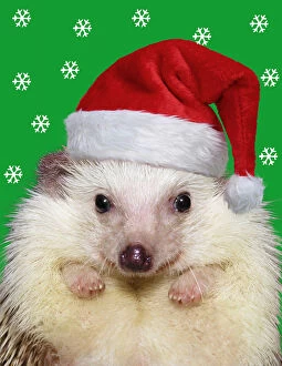 Hedgehogs Gallery: African Pygmy Hedgehog, wearing Christmas hat Digital