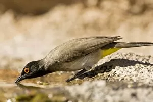 Images Dated 9th May 2007: African Red Eyed Bulbul - Drinking from a puddle