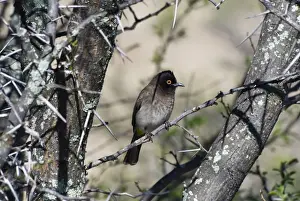 Bulbul Prints: African Red-eyed Bulbul. Mountain Zebra National Park, Eastern Cape, South Africa