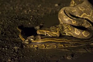 African Rock Python - swallowing duiker