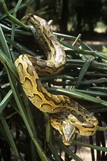 Pythons Prints: African Rock Python - on vegetation - Kenya Africa