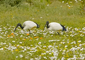 Images Dated 3rd September 2009: African Sacred Ibis - pair feeding in flowery pasture at Postberg, West Coast National Partk