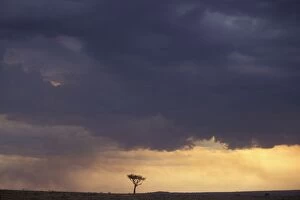 African Savannah - Heavy clouds and moody sky