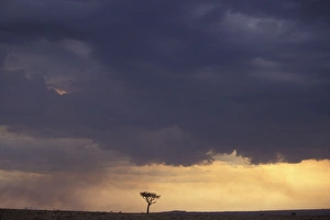 Images Dated 18th July 2005: African Savannah - Heavy clouds and moody sky