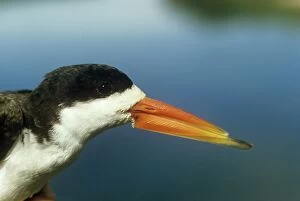 Images Dated 6th April 2009: African Skimmer