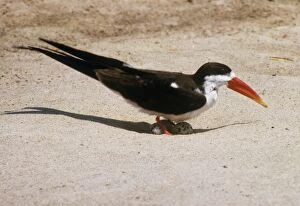 Images Dated 6th April 2009: African Skimmer - with eggs
