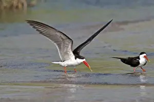 Botswana Prints: African Skimmer - pair standing in shallow water - one with wings raised - Okavango River - Botawana
