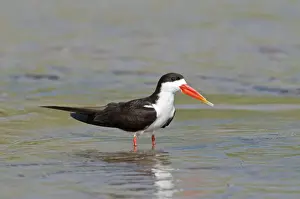 African Skimmer - standing in water - Okavango River - Botawana