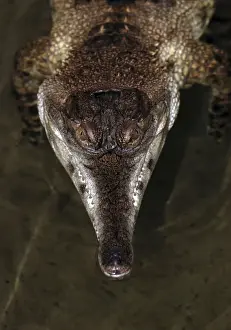 African Slender-nosed Crocodile