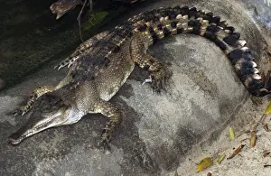 African Slender-nosed Crocodile