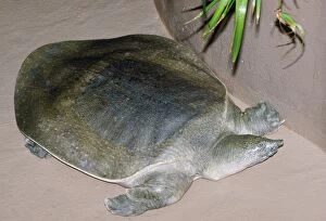 African Softshell TURTLE
